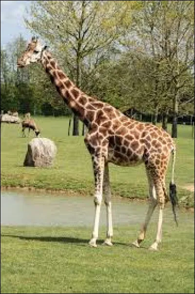 Quel est cet animal ?