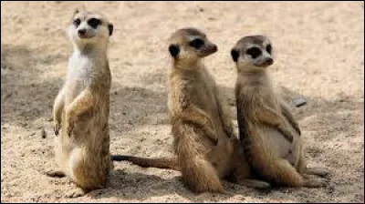 Quel est cet animal ?