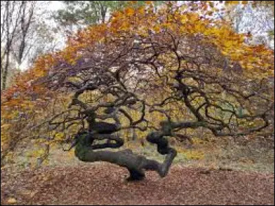 Quels sont ces arbres tortueux que l'on peut d&eacute;couvrir dans le parc r&eacute;gional de la Montagne de Reims ?