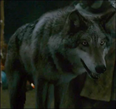 Quel est le nom du loup g&eacute;ant de Rickon Stark ?