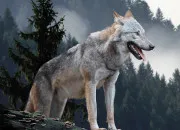 Test Ton fond d'�cran loup
