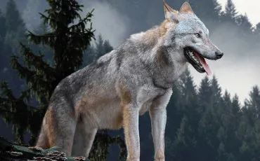 Quiz Test de personnalit�