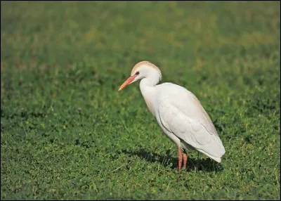 Quel est cet oiseau ?