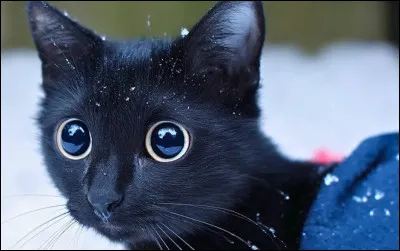 Tu croises un chat dans la rue , tu ...