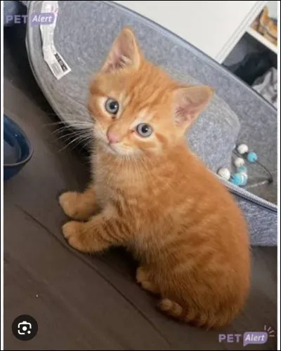 Tu es chez toi . Un petit miaulement attire ton attention . Tu te l&egrave;ves puis ouvre la porte . Surprise ! Un minuscule chaton se tient devant ta porte en couinant , tu ...