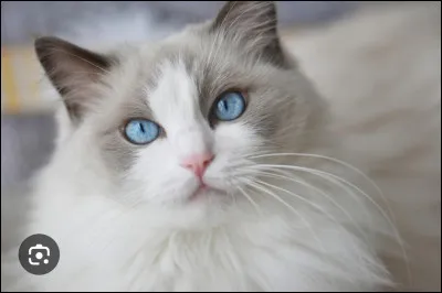 Une nuit , ta voisine sonne &agrave; ta porte , il doit &ecirc;tre minuit . Affol&eacute;e , elle te dit que son chat est mort . Quelle est ta r&eacute;action ?