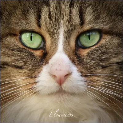 Que pr&eacute;f&egrave;res-tu faire dans le clan ?