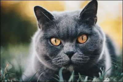 Quelle est la valeur la plus importante pour toi ?