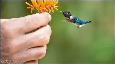 Quel est ce colibri, oiseau le plus l&eacute;ger du monde ?