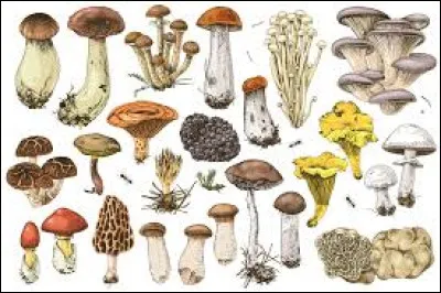 Nous recherchons un champignon nomm&eacute; pied de _____.