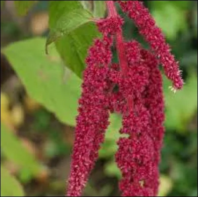 Ici vous avez une amarante queue de _____.