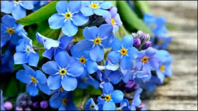 Le myosotis est &eacute;galement appel&eacute; oreille de _____