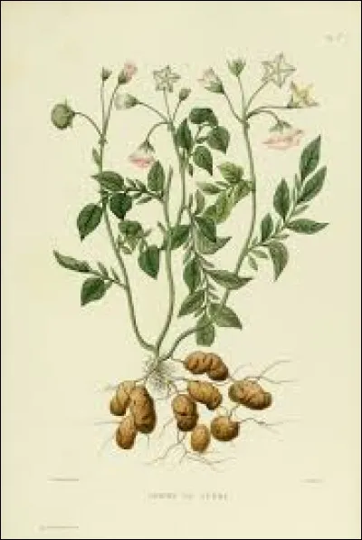 Quel est le genre du mot tubercule ?