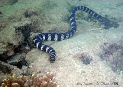 Serpent Prot&eacute;g&eacute; ! Le serpent de mer &agrave; &eacute;cailles est en danger critique d'extinction, mais subsiste toujours ! Ce reptile pr&eacute;serv&eacute; est-il venimeux ?