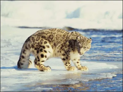 Superbe Panth&egrave;re ! Elle vit dans les montagnes d'Asie centrale entre 2500 et 5 400 m d'altitude, mais &agrave; cause de la d&eacute;gradation de son habitat au profit de l'activit&eacute; humaine, 20 % d'entres elles ont d&eacute;j&agrave; disparu, durant ces deux derni&egrave;res d&eacute;cennies. Quel est l'autre nom de la panth&egrave;re des neiges ?