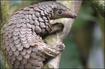 Singulier Pangolin ! Cet animal vit en Afrique et en Asie, traqu&eacute; par les braconniers pour sa viande et pour ses &eacute;cailles. Mais pour quelles raisons fait-on le commerce illicite de ses &eacute;cailles qui sont au nombre de 50 tonnes, saisies, par an ?