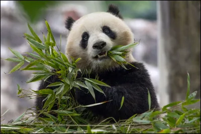 Splendide Panda ! Le panda g&eacute;ant, end&eacute;mique de la Chine est lui aussi menac&eacute; de dispara&icirc;tre. Juste une question le concernant, cet ursid&eacute; est-il herbivore ou carnivore ?