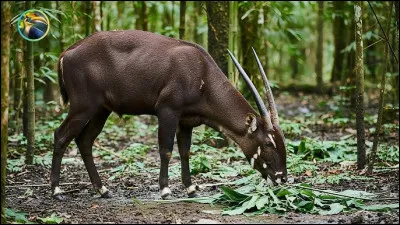 Sp&eacute;cimen Prot&eacute;g&eacute; ! Il n'existe plus qu'une centaine de ces mammif&egrave;res, les plus menac&eacute;s au monde, r&eacute;sidant au Vietnam. Quel est le nom de ce bovid&eacute; infiniment rare surnomm&eacute; ''licorne asiatique'' ?