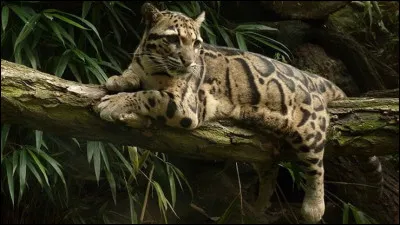 Stup&eacute;fiante Panth&egrave;re ! En raison de ses facult&eacute;s acrobatiques, elle est surnomm&eacute;e par les Malais ''tigre des arbres''. &Agrave; ce jour, il ne reste plus que 10 000 de ces panth&egrave;res, elles aussi menac&eacute;es par le braconnage et la d&eacute;forestation. Quel nom porte cet animal ?