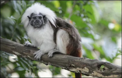 Surprenant Primate ! Le pinch&eacute; &agrave; cr&ecirc;te blanche fait partie des tamarins. L'animal est class&eacute; en danger critique d�extinction sur la liste rouge de l�IUCN. O&ugrave; peut-on encore en observer quelques exemplaires ?