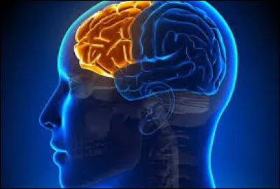 Le lobe frontal... est-ce un organe ou pas ?