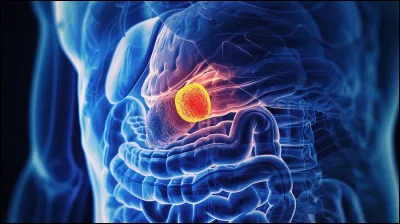Le pancr&eacute;as est un organe, mais pourquoi ?