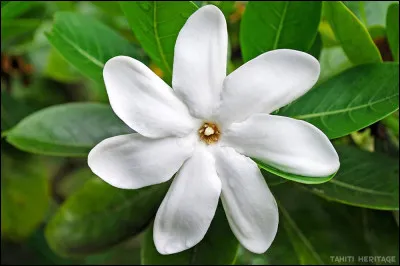 Quelle est cette fleur embl&eacute;matique de Tahiti ?