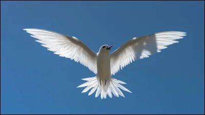 Quel est cet oiseau migrateur embl&eacute;matique de Tahiti ?