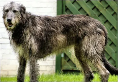 Comment s�appelle le chien d�Arthur ?