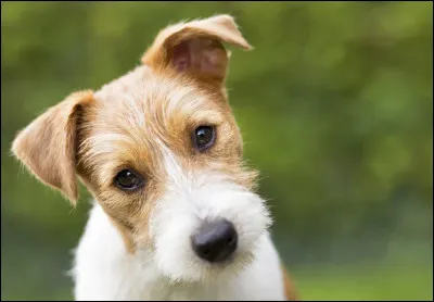 Qui s�incarne dans le chien d�Arthur ?