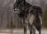 Quiz Les Loups d�Alaska