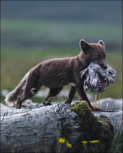 Est-il en voit de disparition ?