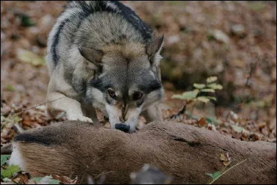 Combien de kilos un loup d�Alaska peut-il manger par jour ?