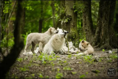 Combien peuvent-ils faire de petits par port&eacute;e ?