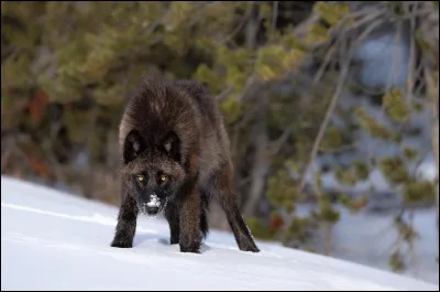 Pourquoi n'y a-t-il que des loups noirs en Alaska ?