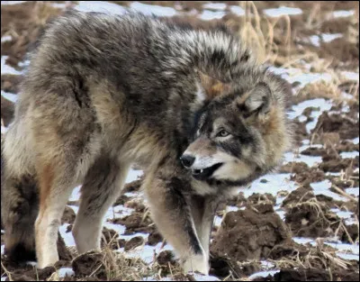 Combien de temps peuvent-ils courir &agrave; 40 km/h ?