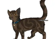 Quiz 'LGDC' - Brin de Moustache