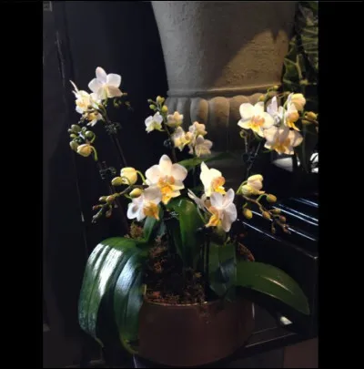 "Pas d'orchid&eacute;es pour Miss Blandish" est le titre d'un film r&eacute;alis&eacute; par Robert Aldrich.