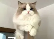 Test Quel chat auras-tu plus tard ?