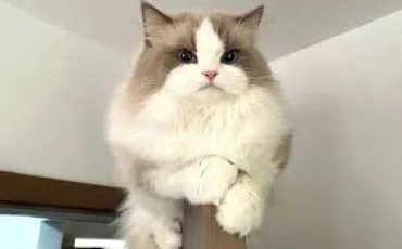 Quiz Test de personnalit�