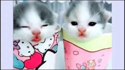 Comment veux-tu que son pelage soit ?