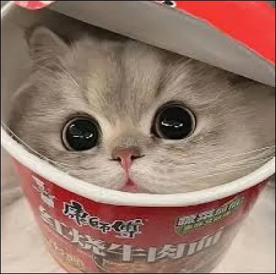 Veux-tu qu�il soit mignon ?