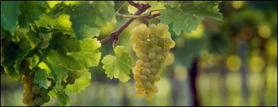 "Au c�ur de la jungle" est le tome :