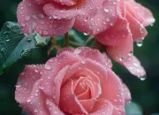 Quiz Que sais-tu sur le pr�nom Rose ?