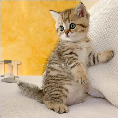 Et celui de Pelage de Lion ?