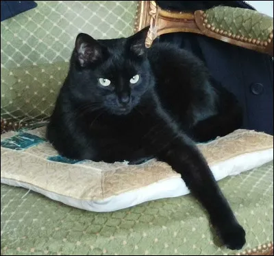 Qui a &eacute;t&eacute; le mentor de Feuille de Houx ?