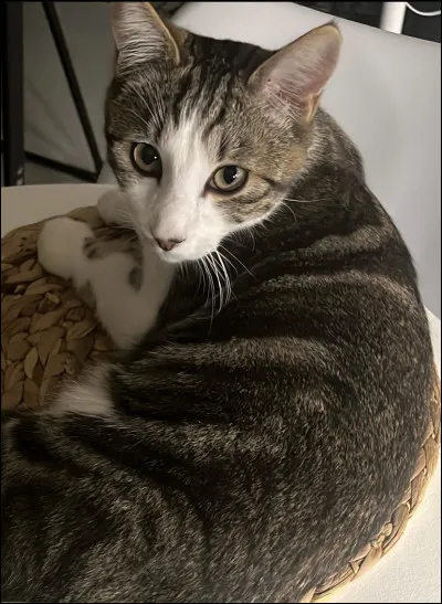 Et le mentor de Pelage de Lion : le savez-vous ?