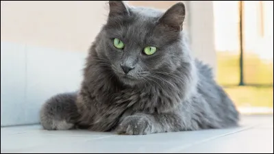 Quelle est la couleur de pelage d'�il de Geai ?