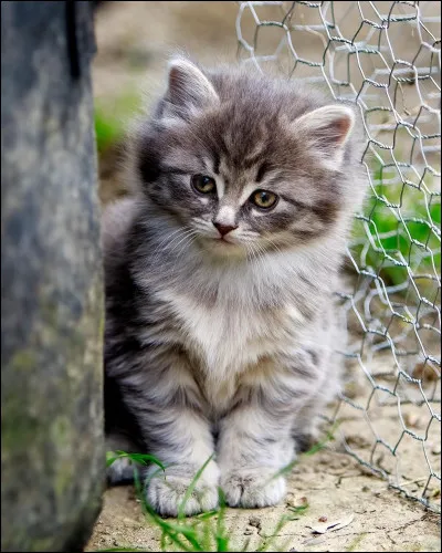 Et comment est le pelage d'Aile de Colombe ?
