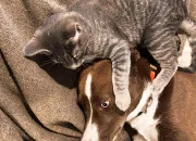 Test Es-tu plut�t chat ou chien ?